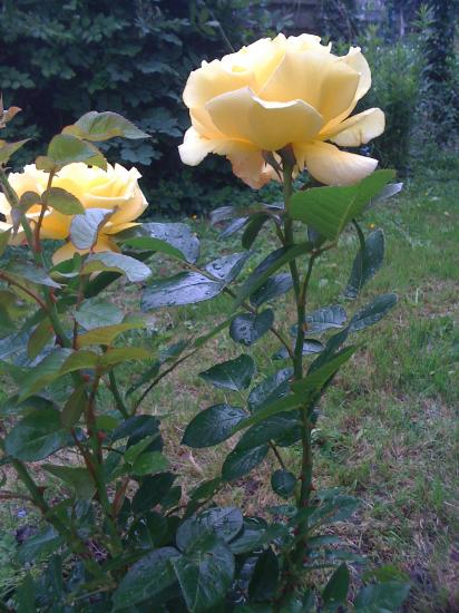 Un rosier buisson "Régine" comme le prénom de l'amie qui me l'a offert