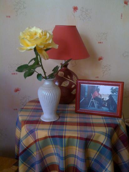 Une rose jaune "Régine"
