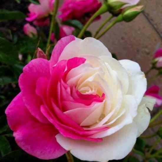 Rose rose et blanche
