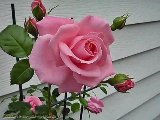 roserose.jpg