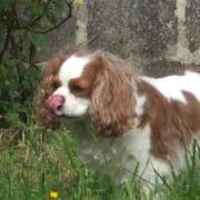  IZEA, cavalier King Charles