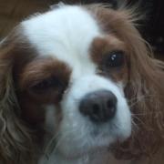 Izéa, cavalier King Charles