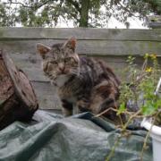 Chalet sur son tas de bois