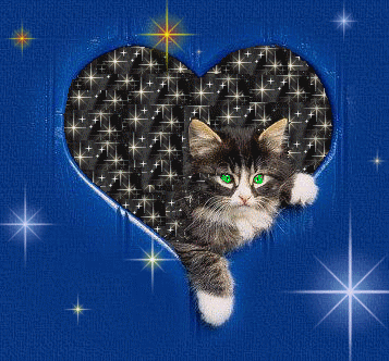 chat coeur scinti
