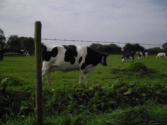 une belle vache de l'Avesnois (NORD)
