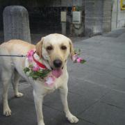 Rex, le labrador de mon amie Marie-France