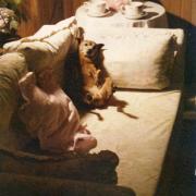 MILOU, mon premier chien