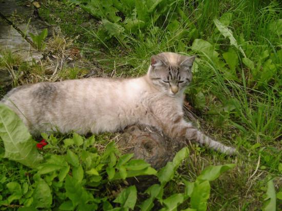 Petit Pussy allongé dans le jardin