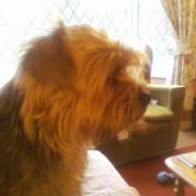 MAX, l'autre chien de ma cousine Michelle, en Angleterre