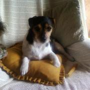 JANEY le chien de ma cousine Michelle, en Angleterre