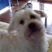 ROMEO, le compagnon de mon amie Annie