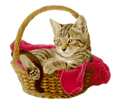 chats à remtt