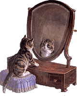 chat se regardant