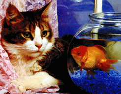 chat aquarium