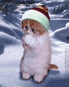 chat neige
