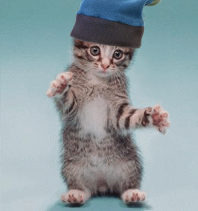 chat qui danse
