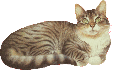 chat comme chip