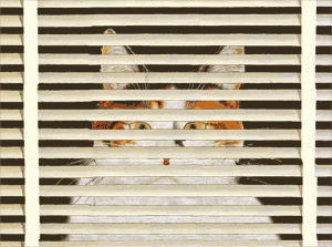 chat persienne