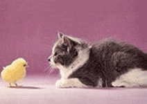 chat poussin