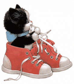CHAT CHAUSSURE