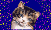 chat bleu