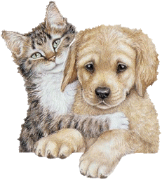 chats à rem