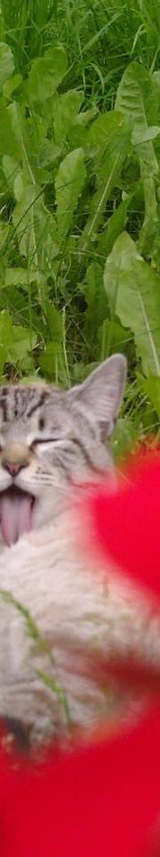 Pussy fait sa toilette