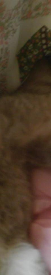 Quel bonheur d'être chat !