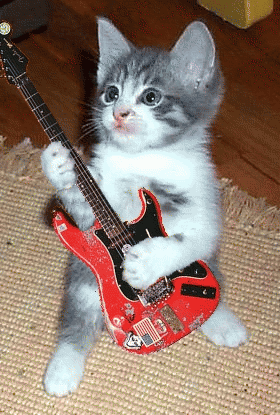 chat guitare