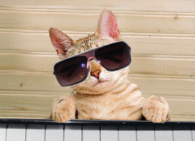 chat pian