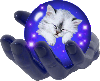 chat dans mains