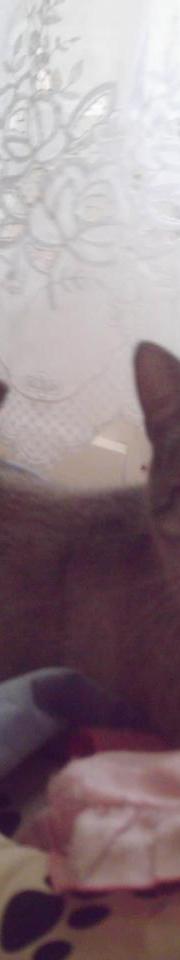 Pussy Cat sur son lit