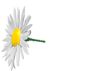 fleur