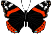 papillons dev