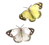 papil