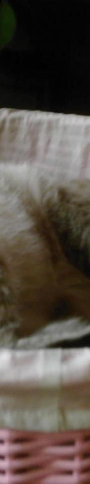 Pussy dans le panier de bûches