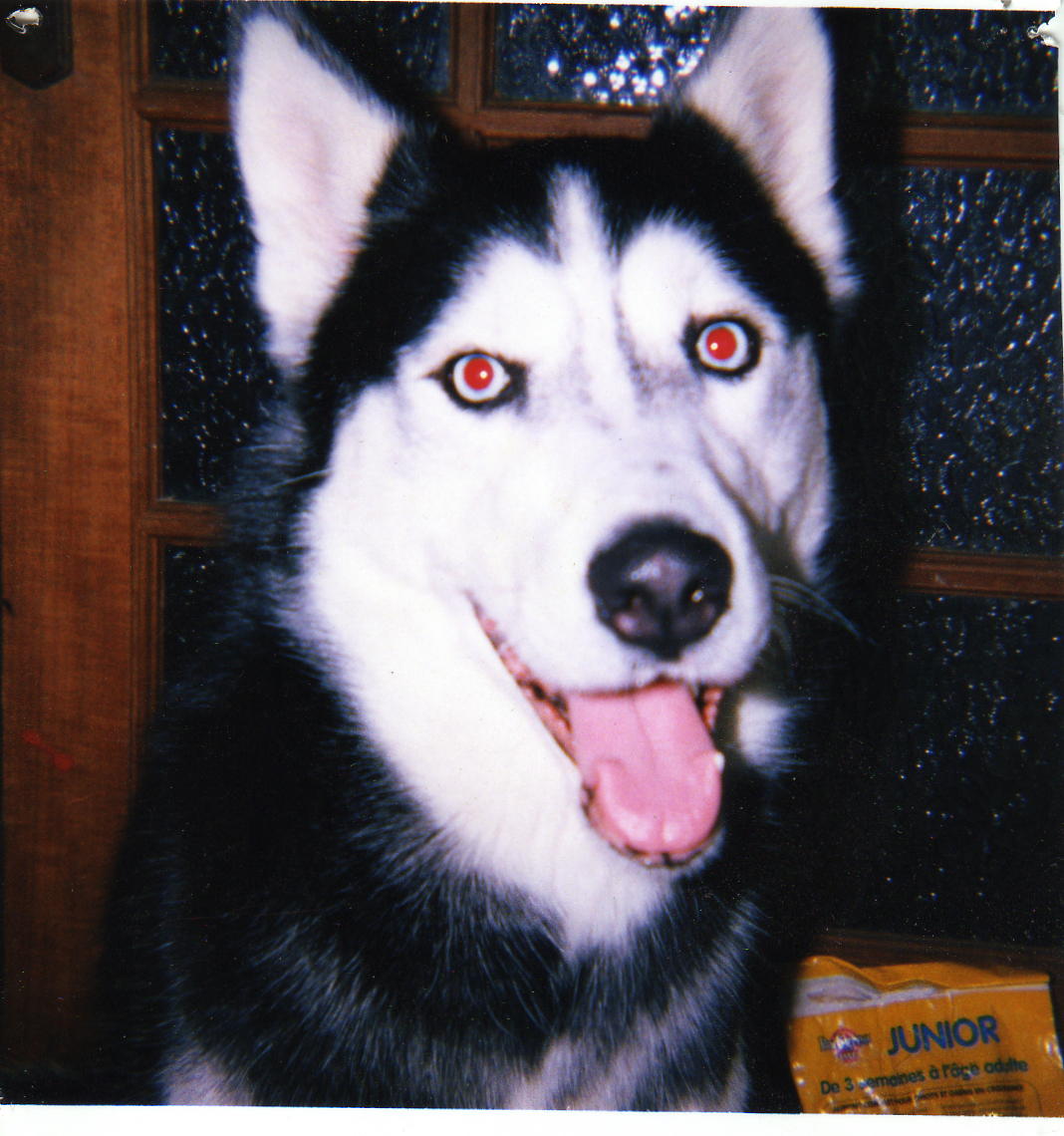 Wolf, notre chien, mort en 2001