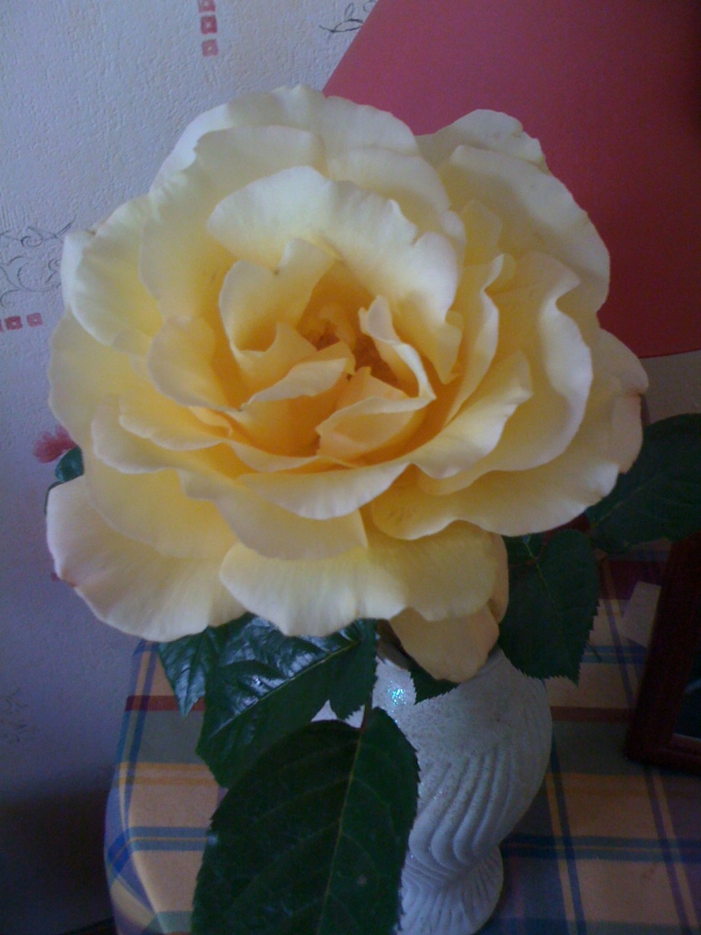 rose Régine