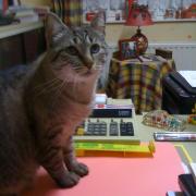 Pussy assis sur mon bureau