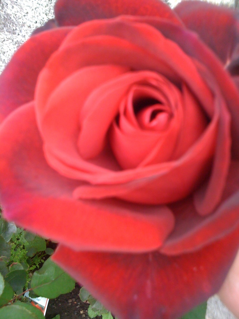 Rose Edith Piaf
