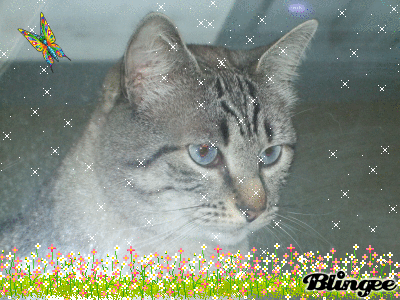 chat