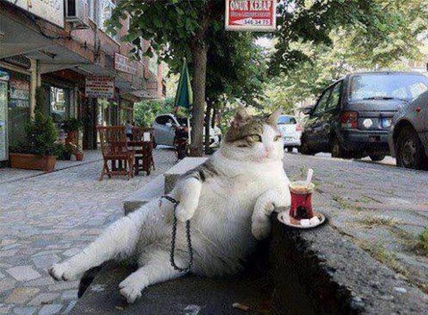 chat