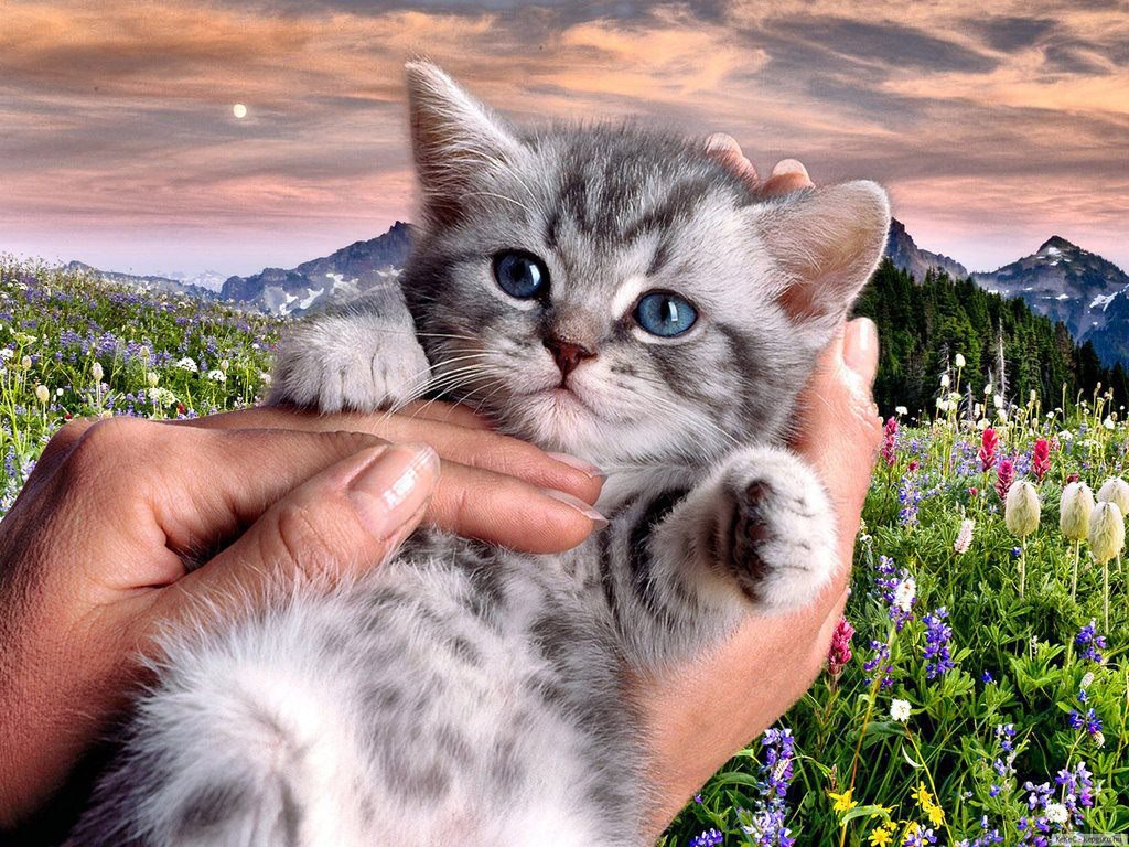 chat 