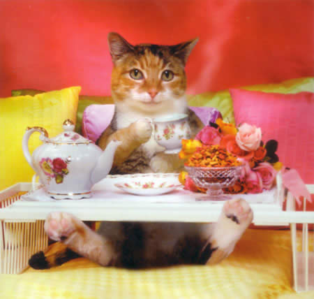 chat 