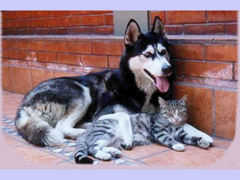 chien et chat