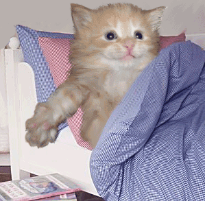 chat