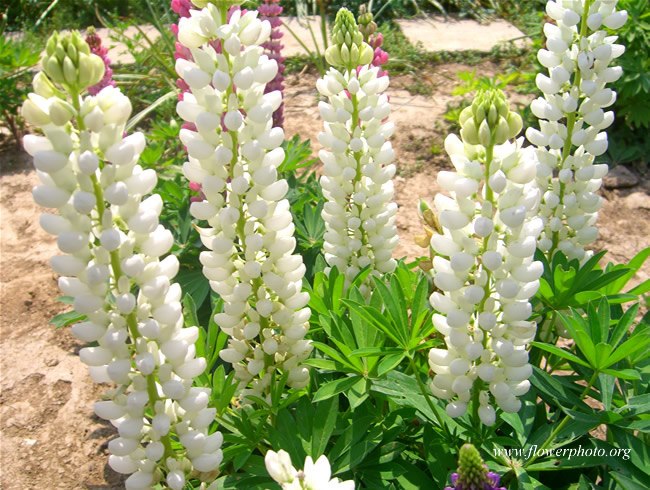 lupins blancs