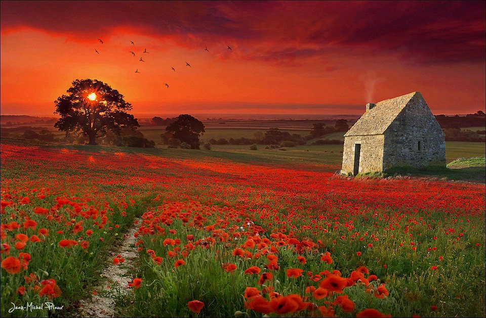 coquelicots