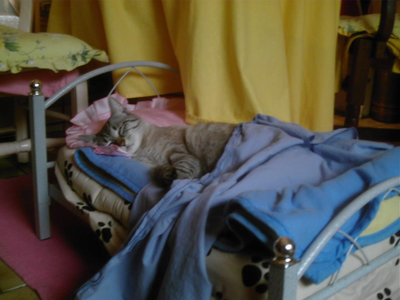chat