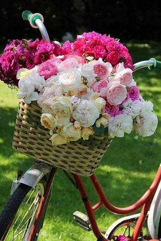 roses